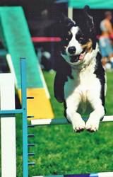 dog jumping in agility