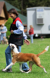 dog and handler heeling