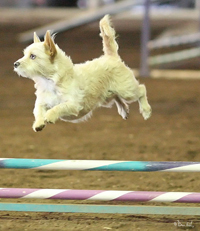dog jumping in agility