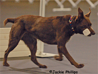 dog retrieving a dumbbell