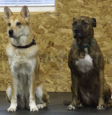 dogs performing a sit-stay